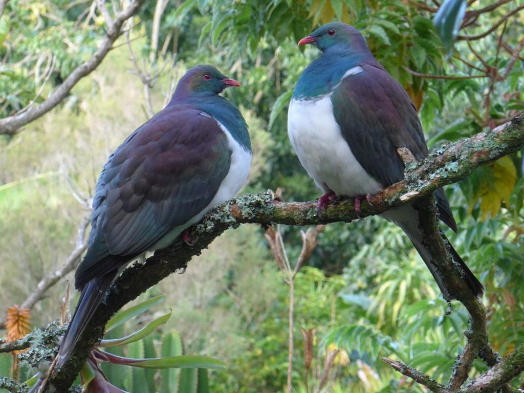 Blythcliffe Bed & Breakfast Akaroa Bagian luar foto